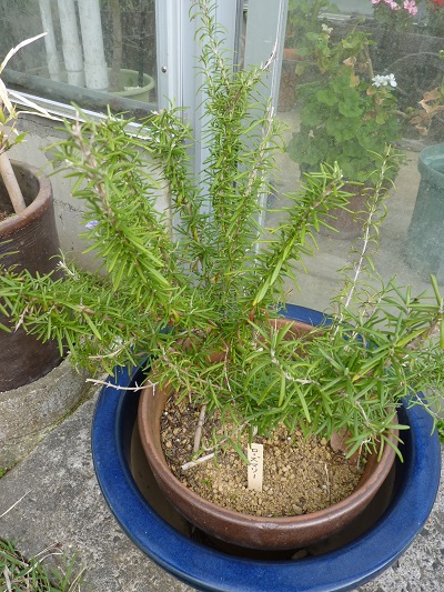 w004488hamotiiioka19