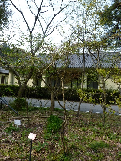 w004488hamotiiioka20