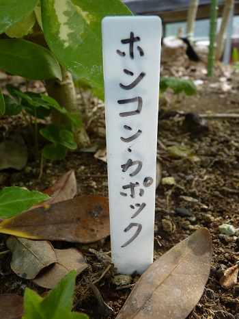 w004488hamotiiioka21-1
