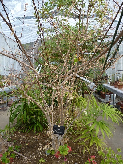 w004488hamotiiioka22