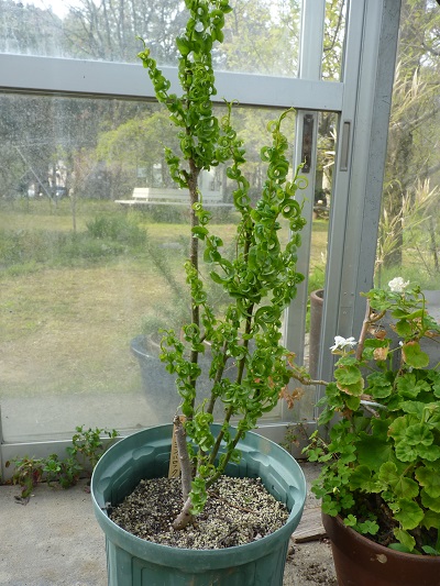 w004488hamotiiioka25