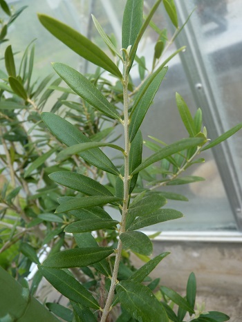 w004488hamotiiioka26-1