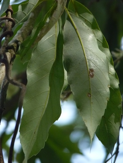 w004488hamotiiioka29