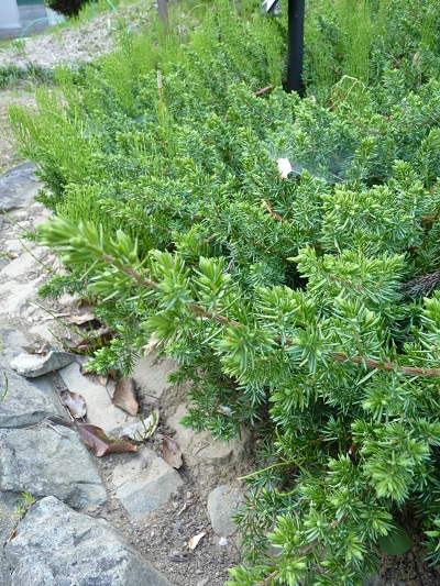 w004488hamotiiioka3