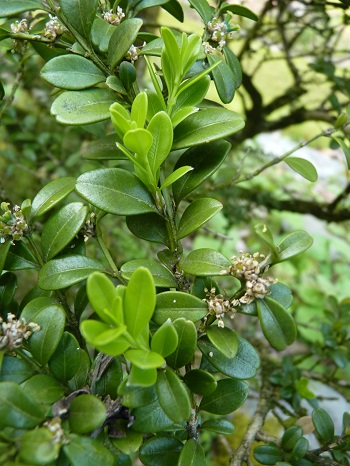 w004488hamotiiioka30-1