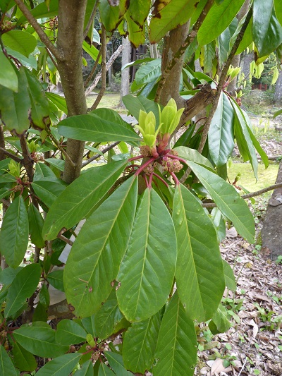 w004488hamotiiioka6