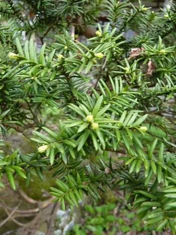 w004488hamotiiioka7-1