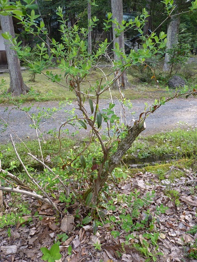 w004488hamotiiioka8