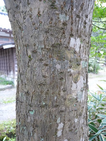 w004488hamotiiioka9-2