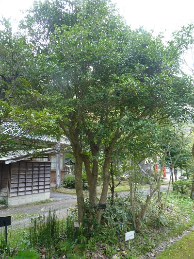 w004488hamotiiioka9