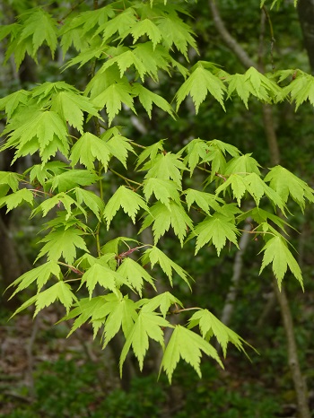 w004488hamotioosaki1-1