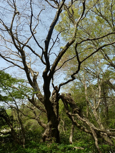 w004488hamotioosaki1