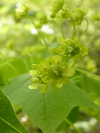 w004488hamotioosaki2-2