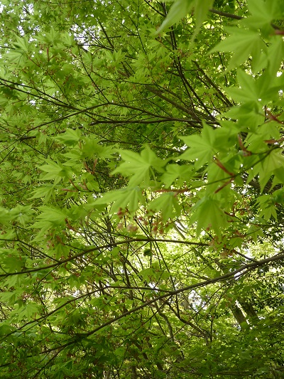 w004488hamotioosaki2