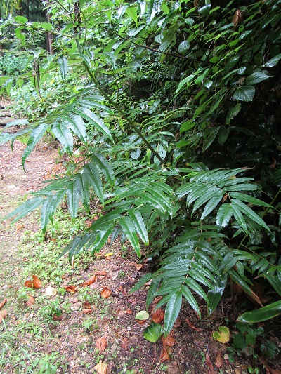 w004492kugami