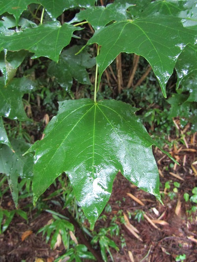 w004492kugami1