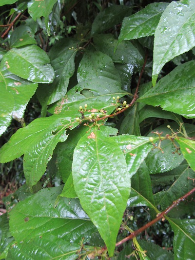 w004492kugami3