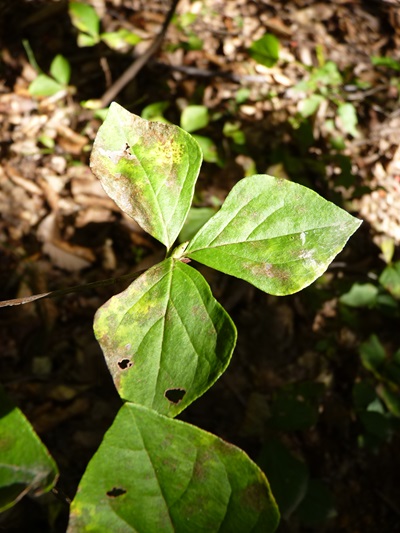 w004492kugami35