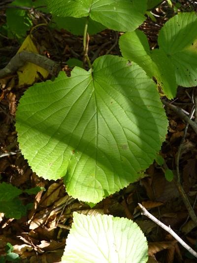 w004492kugami36