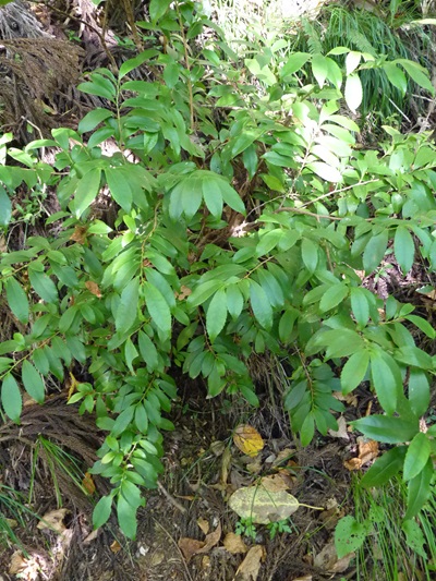 w004492kugami38