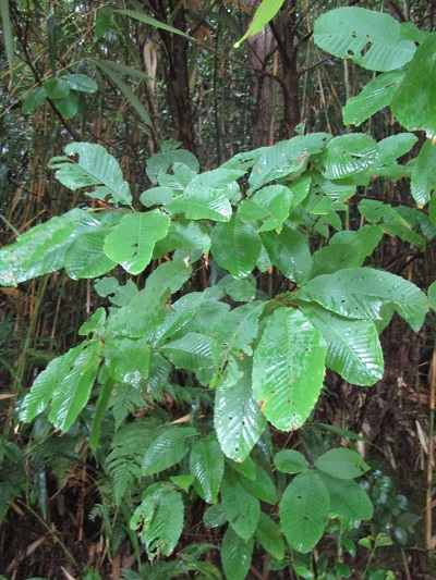 w004492kugami4