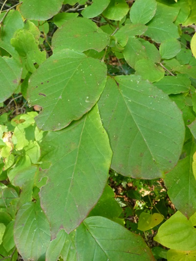 w004492kugami41