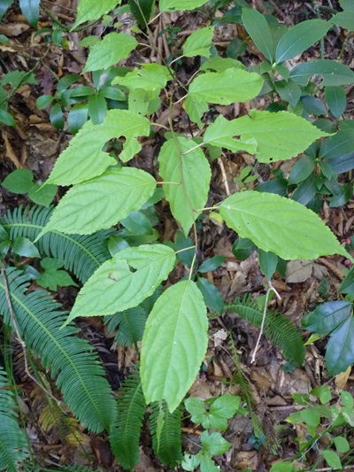 w004492kugami43