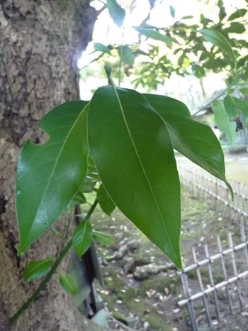 w004494akatuka11-1