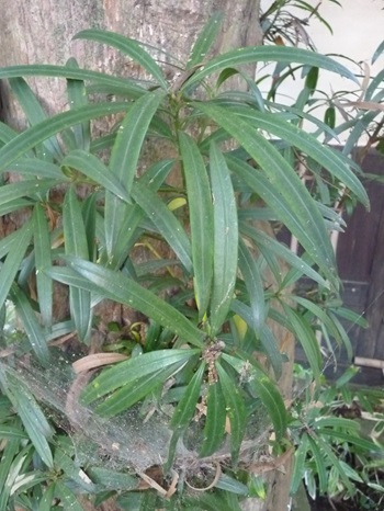 w004494akatuka12-1