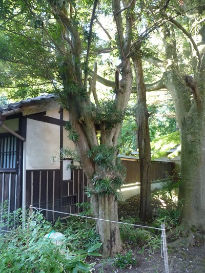 w004494akatuka12