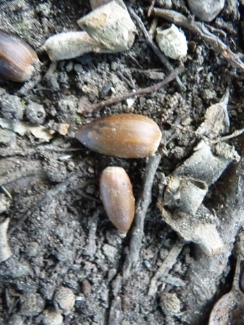 w004494akatuka13-2