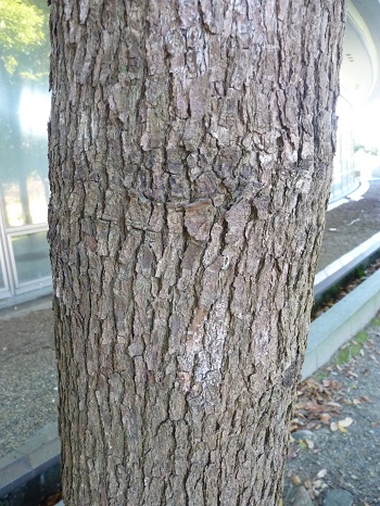 w004494nagata11-2