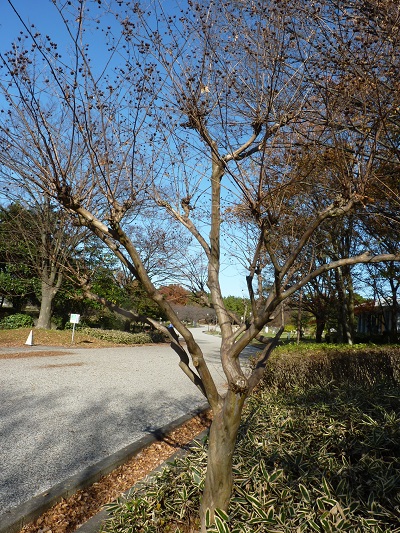 w004494nagata4