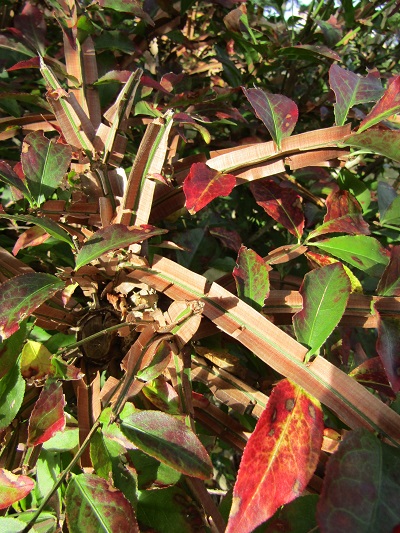 w004494terao3-1