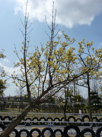 w004495oomagari4-1