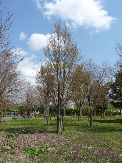 w004495oomagari5