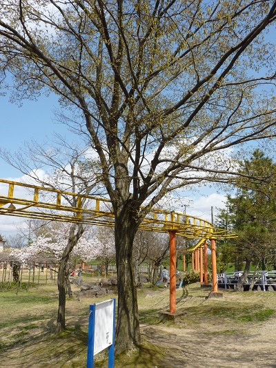 w004495oomagari8