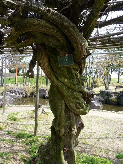 w004495oomagari9-2